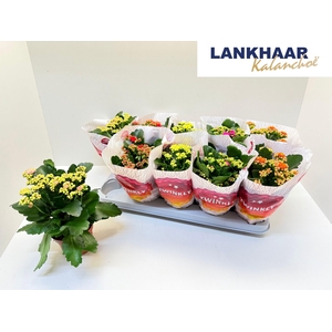 KAL GE PERF GEM 5 KL