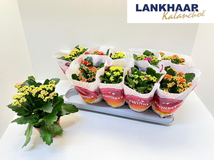 <h4>KAL GE PERF GEM 5 KL</h4>