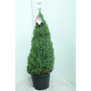 PICEA GL PERFECTA