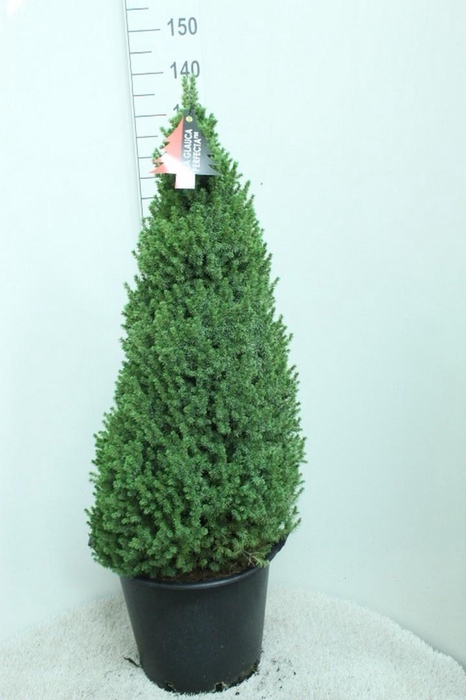<h4>PICEA GL PERFECTA</h4>