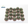 Ferocactus Townsendianus Brevispinus