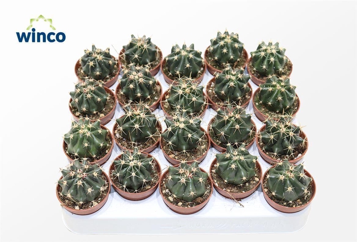 <h4>Ferocactus Townsendianus Brevispinus</h4>