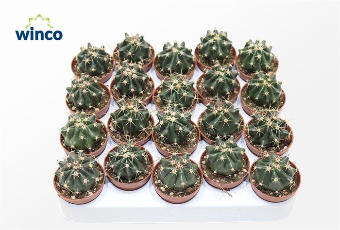 Ferocactus Townsendianus Brevispinus