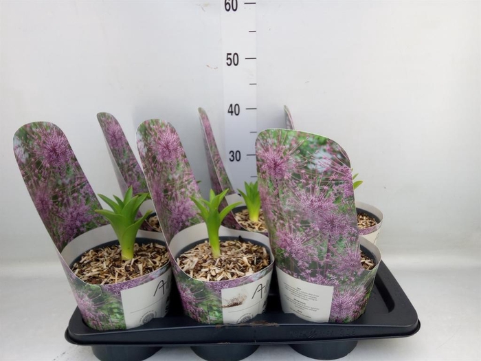 <h4>Allium   ...</h4>