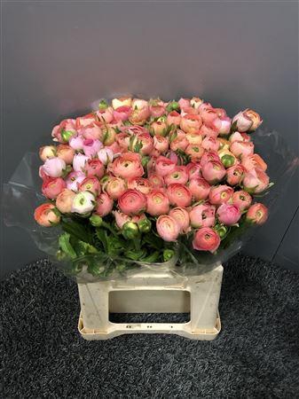 <h4>Ran Eleg Ex Salmon</h4>