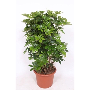 Schefflera arboricola 'Compacta'