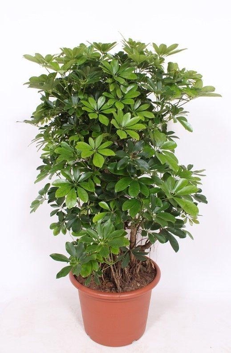 <h4>Schefflera arboricola 'Compacta'</h4>
