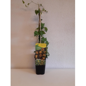 Clematis tibetana 'tangutica'