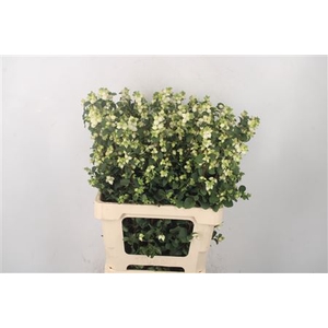 Sympho Mag Lemon Lime