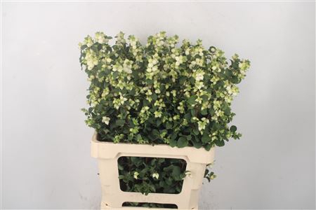 <h4>Sympho Mag Lemon Lime</h4>