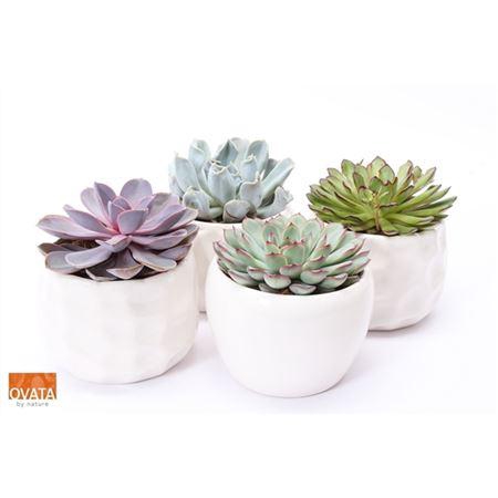 <h4>Echeveria Gemengd In Paros</h4>