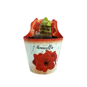 HIPPEAS EXTRA OLAF P14