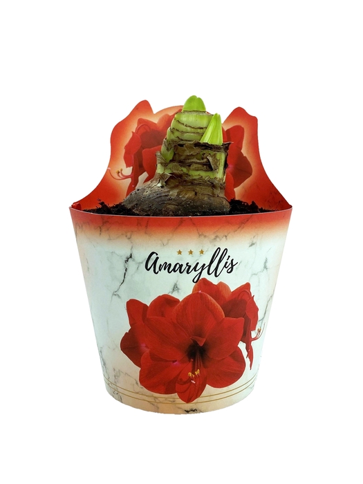 <h4>HIPPEAS EXTRA OLAF P14</h4>