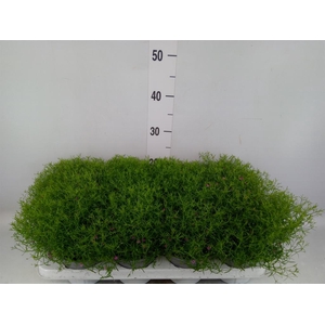 Gypsophila muralis 'Gypsy'