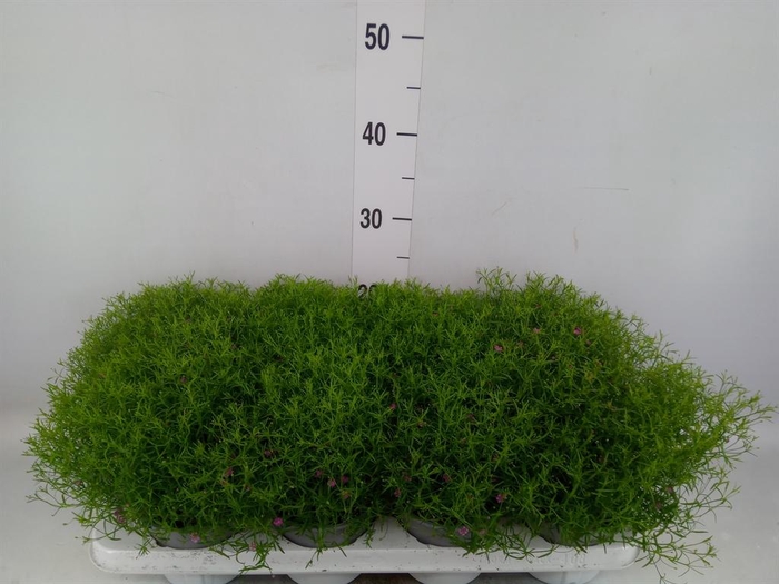 <h4>Gypsophila muralis 'Gypsy'</h4>