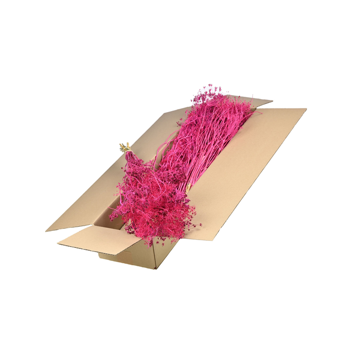 <h4>Bupleurum Open 55cm Sb Cerise</h4>