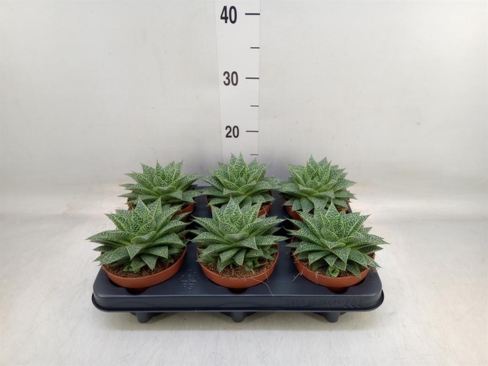 <h4>xGasteraloe  'Noa'</h4>