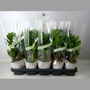 Zamioculcas zamiifolia