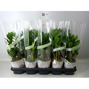 Zamioculcas zamiifolia