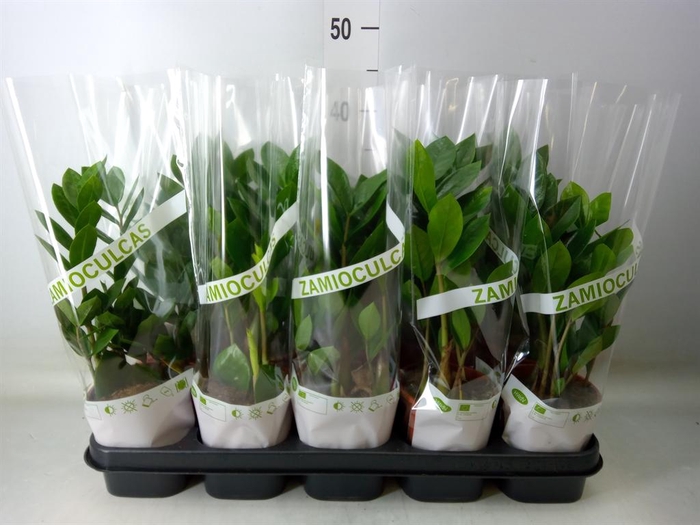<h4>Zamioculcas zamiifolia</h4>
