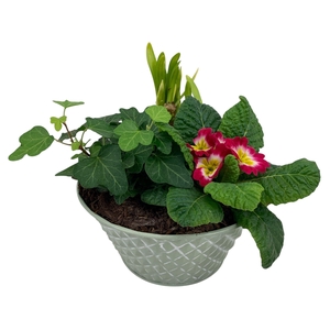 Ruitjes groen Zink Tete + Hedera+Primula 666