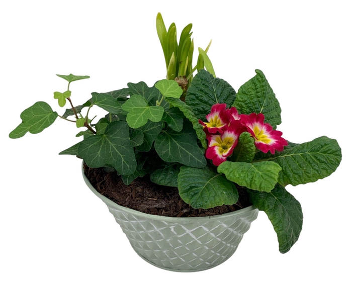 <h4>Ruitjes groen Zink Tete + Hedera+Primula 666</h4>