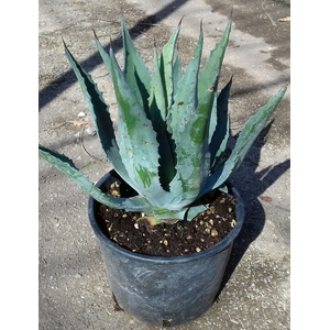 Agave overig