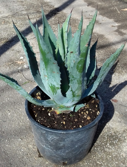 <h4>Agave overig</h4>