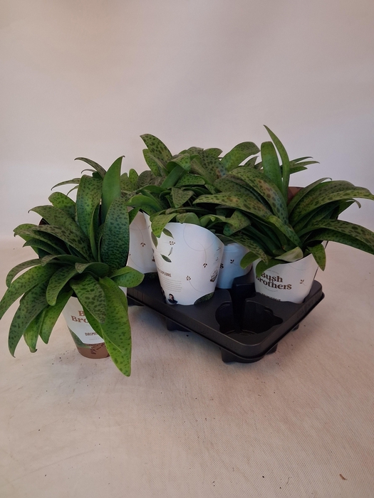 <h4>DRIMIOPSIS MACULATA</h4>