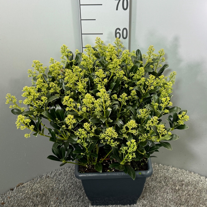 <h4>Skimmia japonica 'Snow White' 4kante pot</h4>