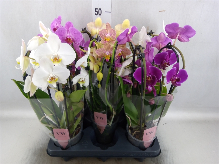 <h4>Phalaenopsis   ...mix</h4>