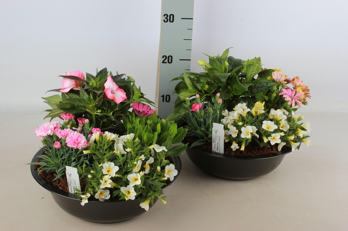 <h4>ARR TUINPLANTEN</h4>