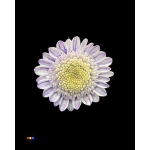 Chr T Stallion Dusty Pastel Milka