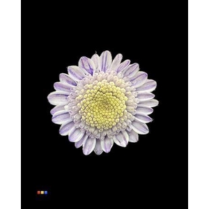 Chr T Stallion Dusty Pastel Milka