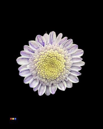 <h4>Chr T Stallion Dusty Pastel Milka</h4>