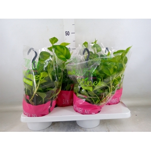 Epipremnum pinn. 'Global Green'