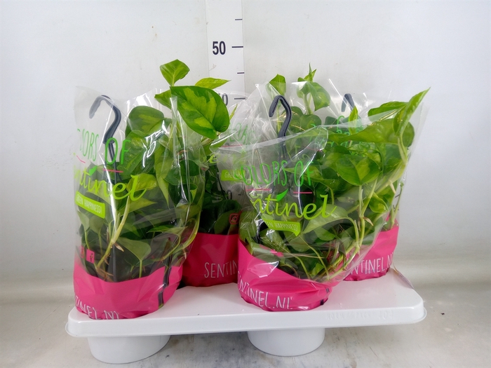 <h4>Epipremnum pinn. 'Global Green'</h4>