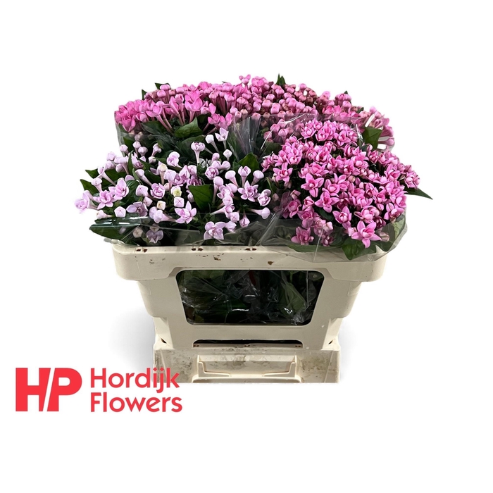 <h4>BOU DU GEM IN FUST</h4>