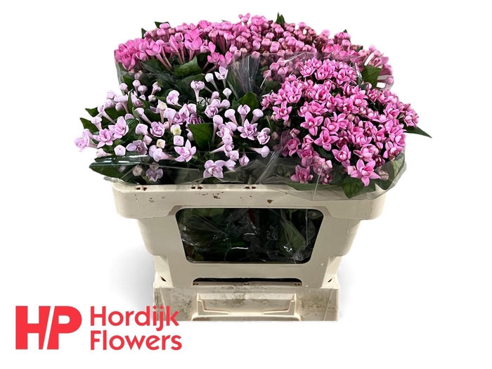 <h4>BOU DU GEM IN FUST</h4>