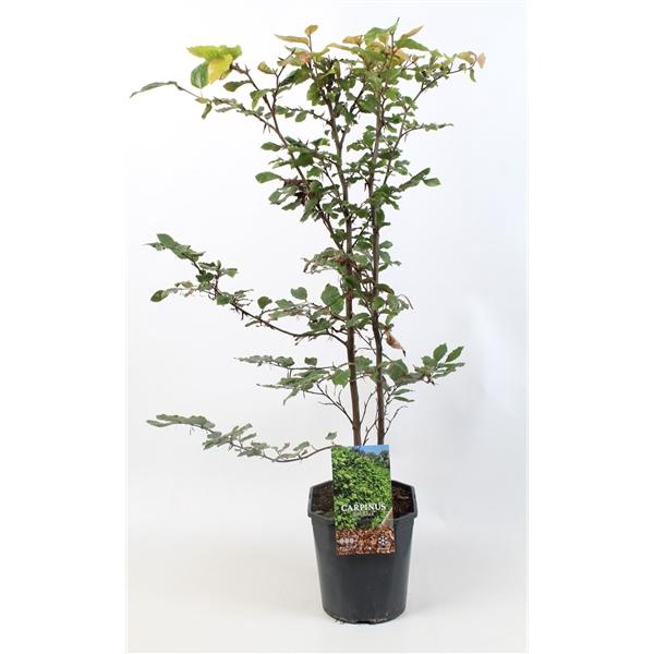 <h4>Carpinus betulus 80-100 cm c5 haag</h4>
