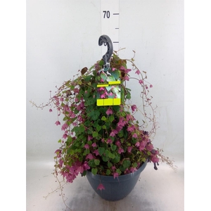 Rhodochiton atrosanguineus