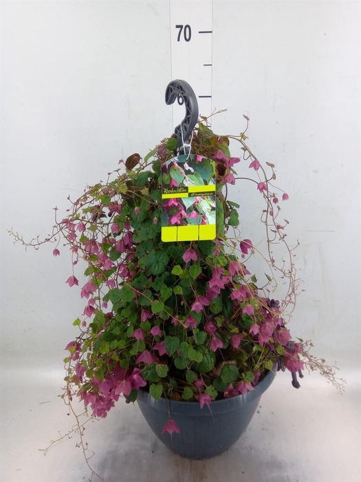 <h4>Rhodochiton atrosanguineus</h4>