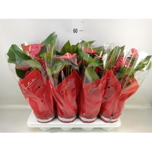 Anthurium andr. 'Casparo'