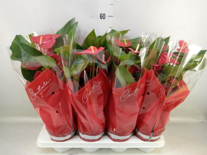 <h4>Anthurium andr. 'Casparo'</h4>