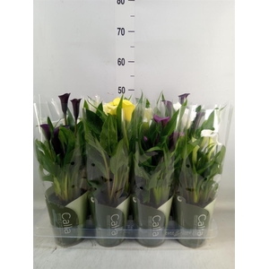 Zantedeschia   ...mix