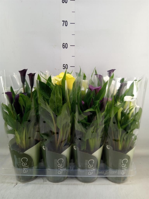 <h4>Zantedeschia ...mix</h4>