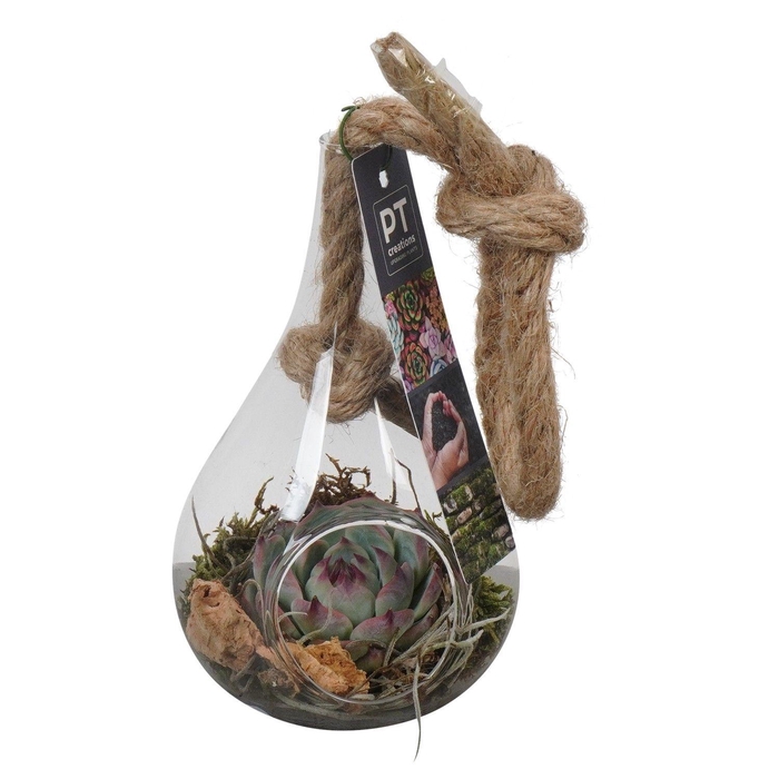 <h4>PTGIG2120 Arrangement Greens in glass in glazen druppelvorm</h4>