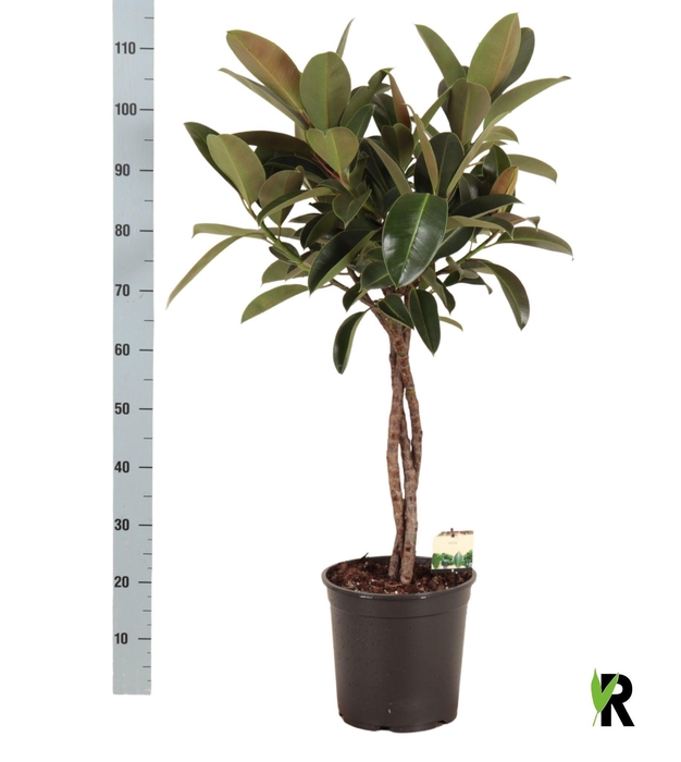 <h4>FIC EL MELANY</h4>