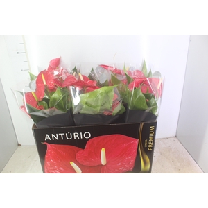 ANTHURIUM MICHIGAN P17 PREMIUM