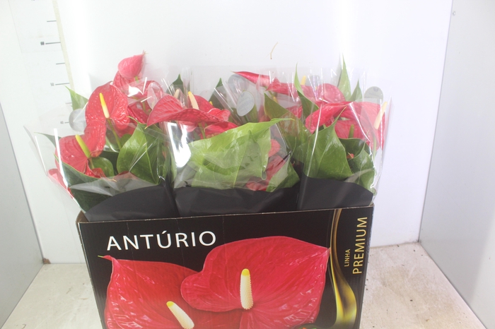 <h4>ANTHURIUM MICHIGAN P17 PREMIUM</h4>